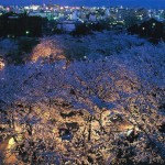 福岡城跡のサクラ